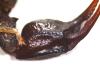 Euscorpius sp.
